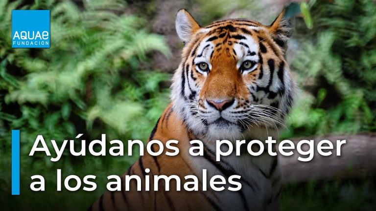animales en situaciones de cuidado y proteccion