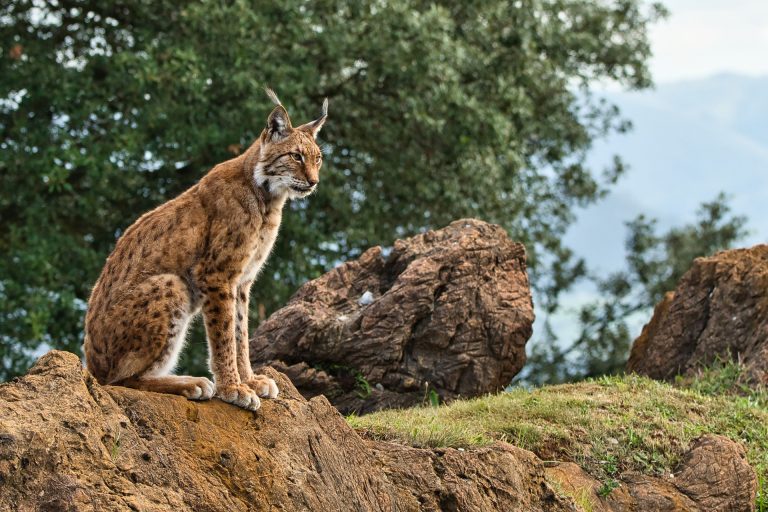 animales salvajes en su habitat natural