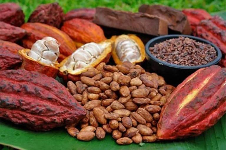 cacao saludable con plagas visibles