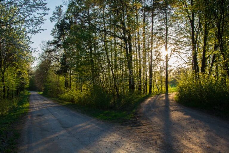 Qué Implica Tomar Decisiones y Cómo Afecta a Nuestra Vida 37 camino bifurcado en un bosque