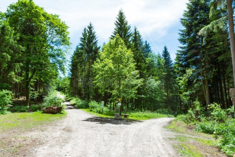 Qué alternativas efectivas existen para tomar decisiones más informadas 8 caminos divergentes en un bosque frondoso