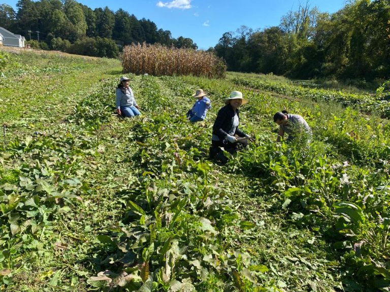 Qué es la Sociedad Cooperativa Ejidal de San Pedro Zacatenco 16 cooperativa agricola en campo verde