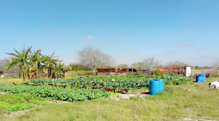 De qué manera afectó el calor en Culiacán al crecimiento de Germán 12 crecimiento de plantas en clima caluroso