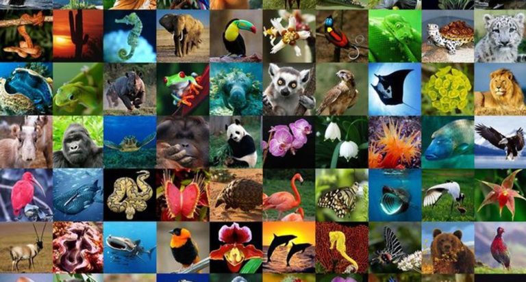 El género es considerado una variable cualitativa o cuantitativa 10 diversidad de genero en la naturaleza