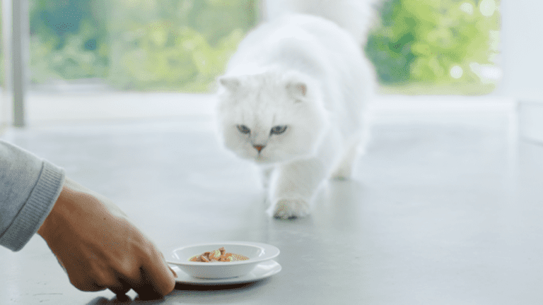 gatos felices disfrutando de comida premium