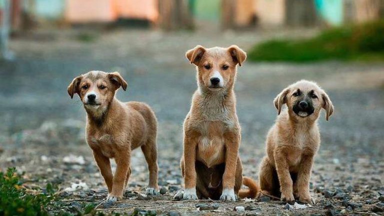 Por qué es importante decir no al maltrato animal en nuestra sociedad 17 perrito rescatado en un entorno acogedor