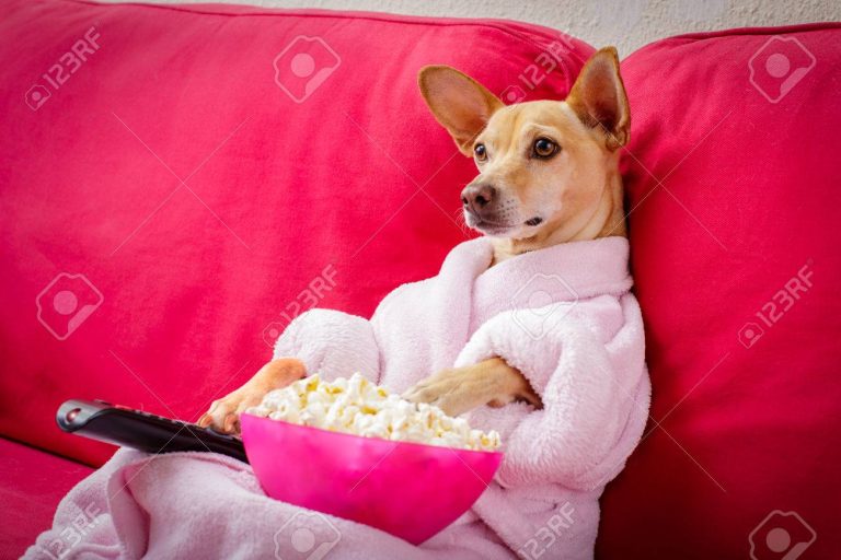 Qué contenido ofrece el canal Izzi para perros 14 perro feliz viendo television en casa