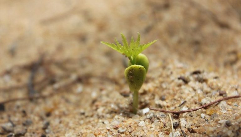 Cómo transformar una idea en realidad al emprender un negocio 21 semillas de ideas creciendo en una planta