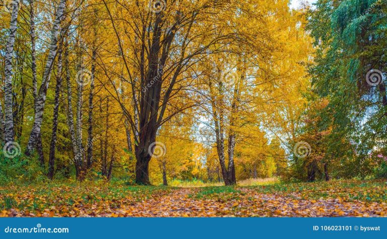 un misterioso bosque con hojas brillantes