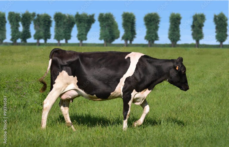 vaca lechera pastando en un campo