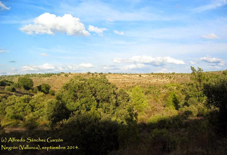 Qué caracterÃsticas tiene el llano encino amarillo en Coicoyan, Oaxaca 13 vista panoramica del llano encino amarillo